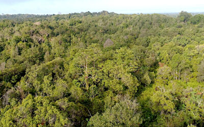 SAVE KALIMANTAN’S TALEKOI FOREST FROM BREAKING POINT