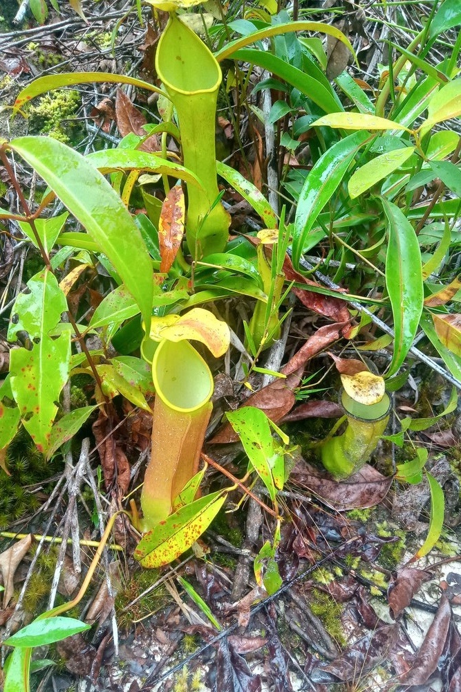 Kantong Semar (Nepenthes khasiana)